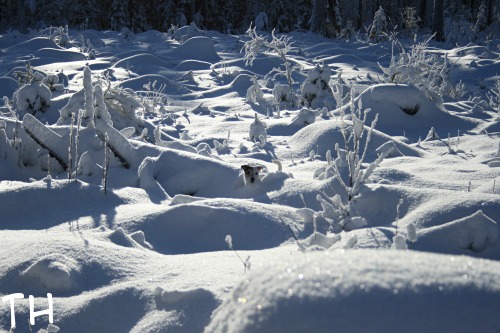2007 02 03.JPG - LENKKEILY.Vapaa-ajanharrastuksiin kuuluu tietysti myös lenkkeily. Välillä hihnassa, välillä vapaana. Toisinaan katuja pitkin, toisinaan pikkuisen haasteellisimmissakin ympäristöissä. Metsä- ja rantamaastot ovat Epun suosikkeja.